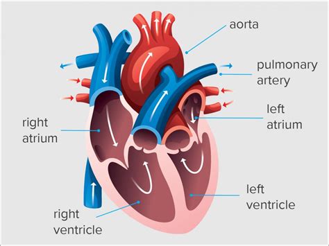 left ventricular end diastolic volume